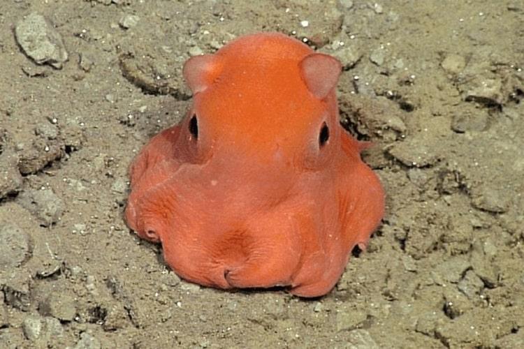 The Dumbo Octopus