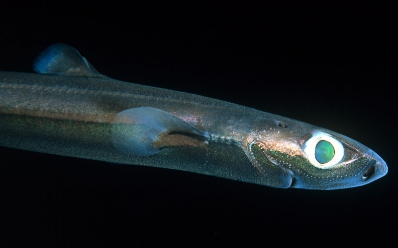 About The Dwarf Lantern Shark