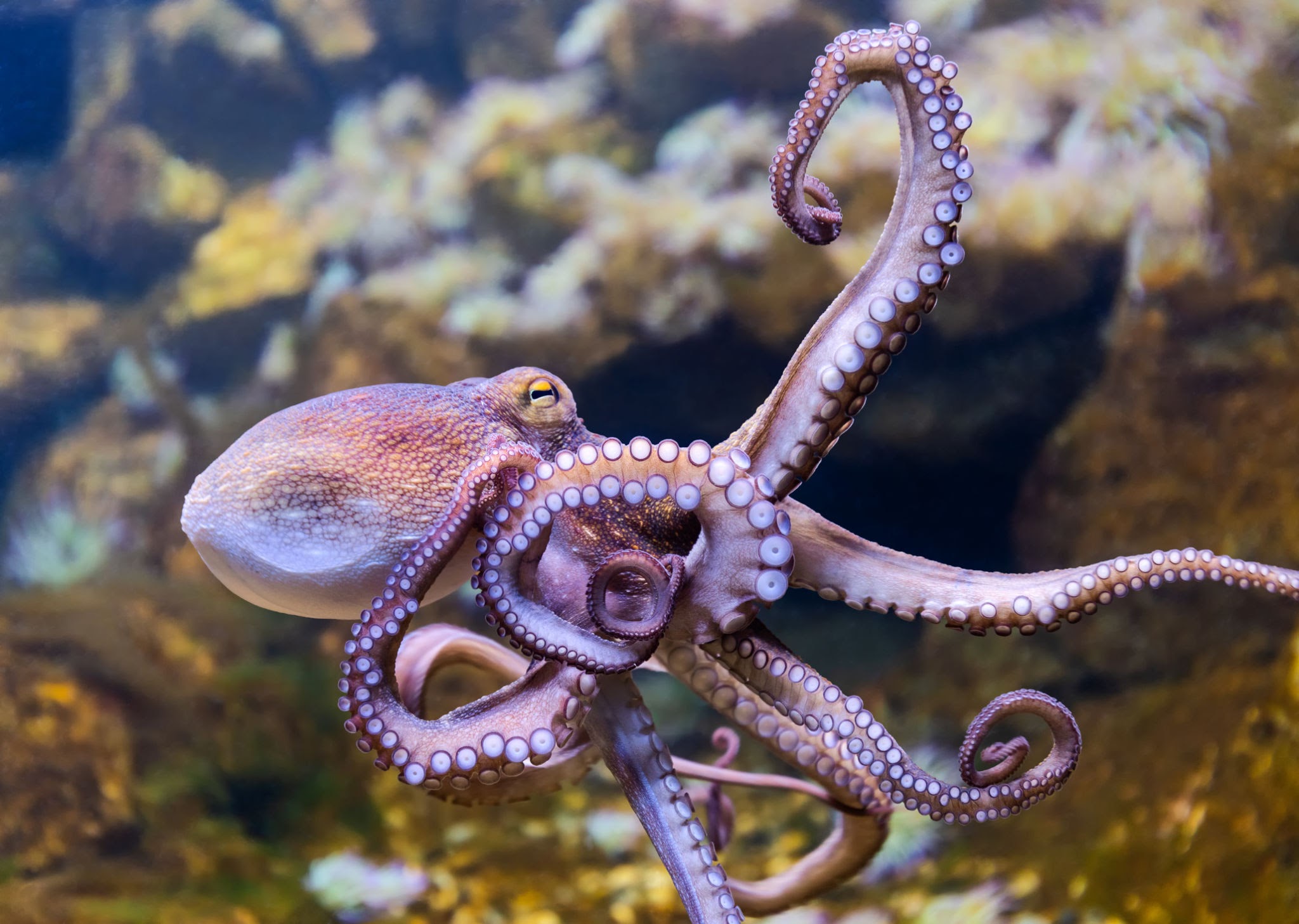 The Weird And Wonderful Octopus