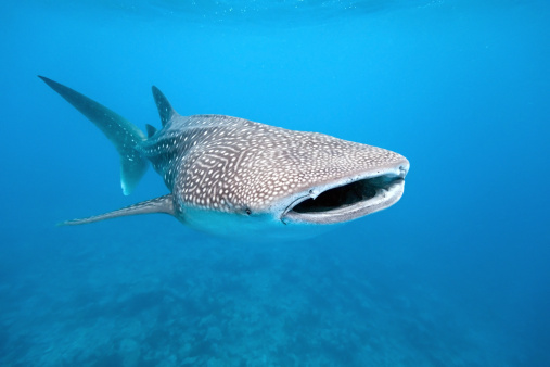 10 Facts About Whale Sharks