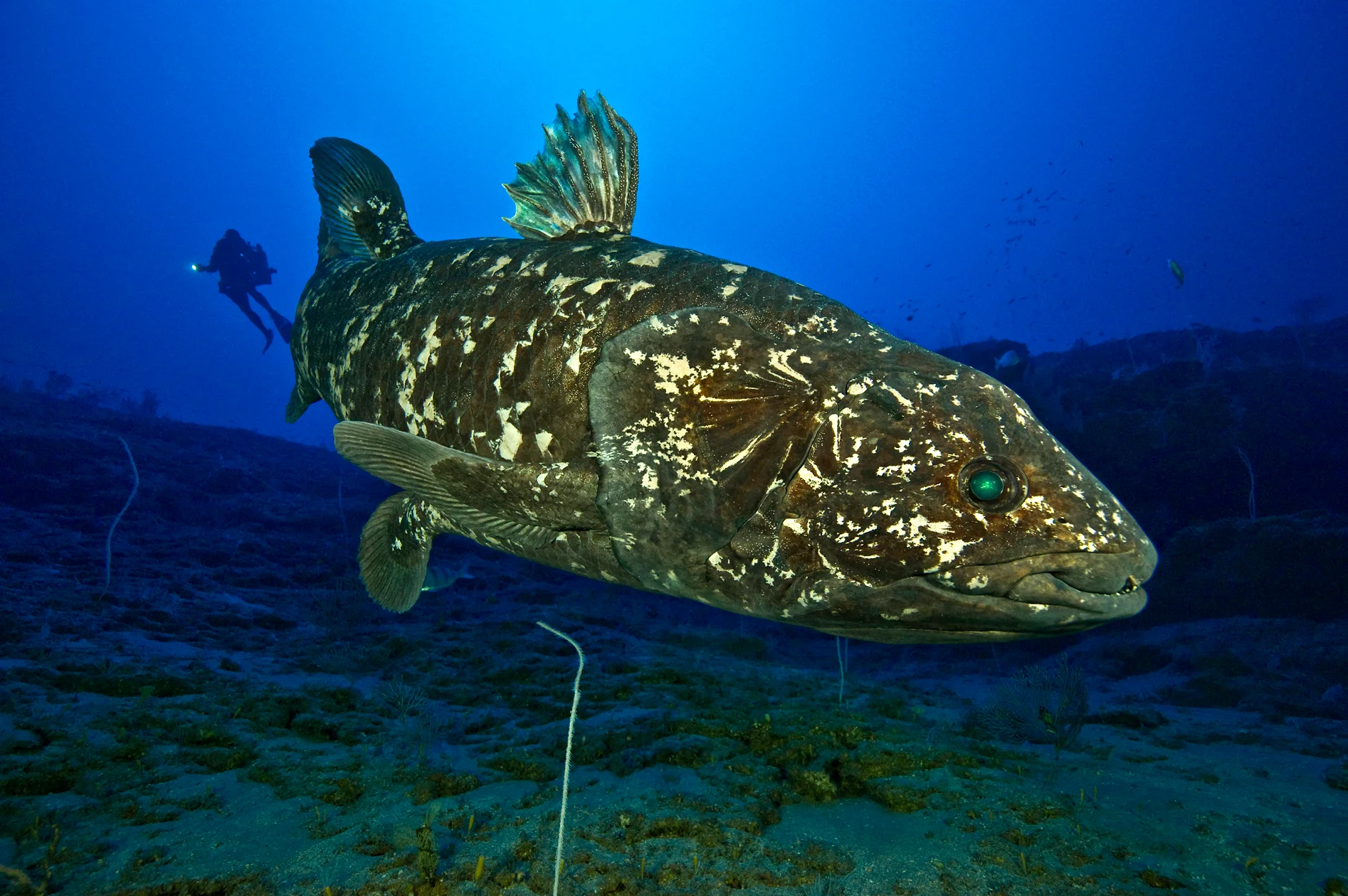 Some Facts About The Coelacanth!