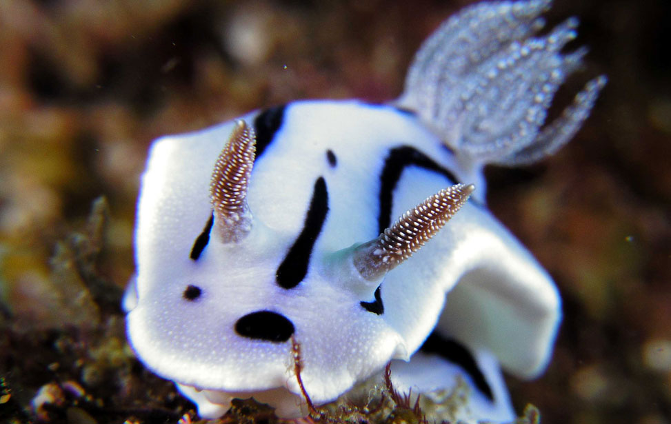 Weird And Wonderful Nudi's