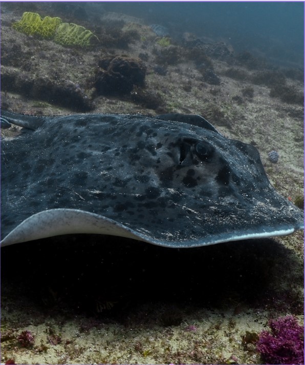 The Ribbontail Ray